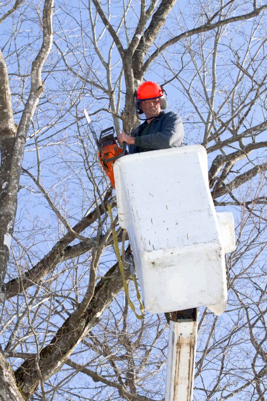 Japanese Maple Trimming