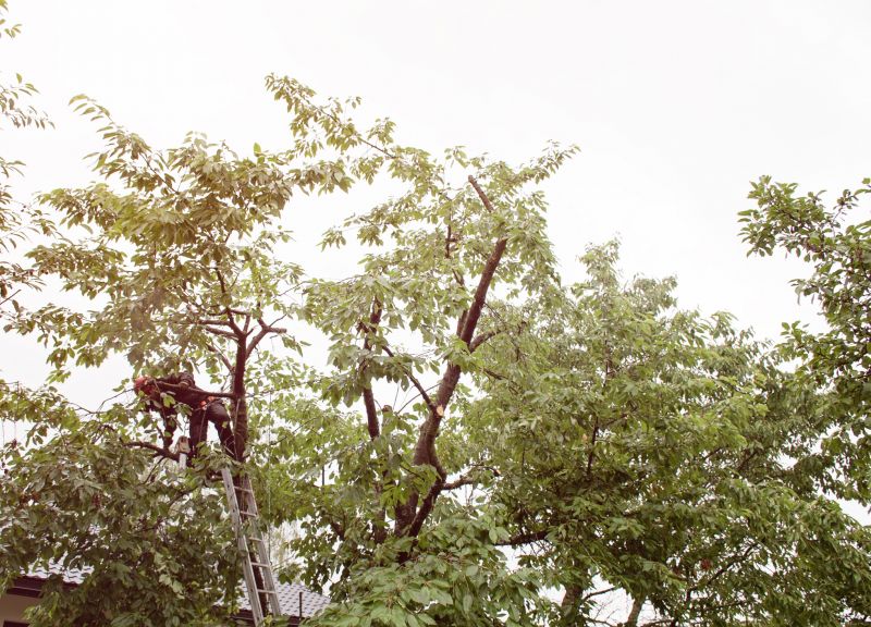 Japanese Maple Trimming