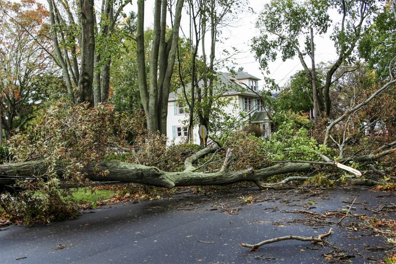 Fallen Tree on Residential Property