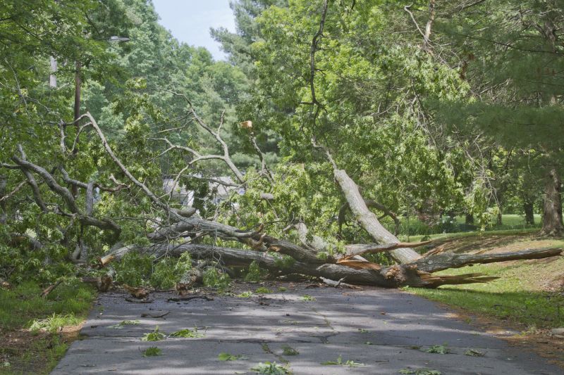 Storm-Damaged Tree on Road