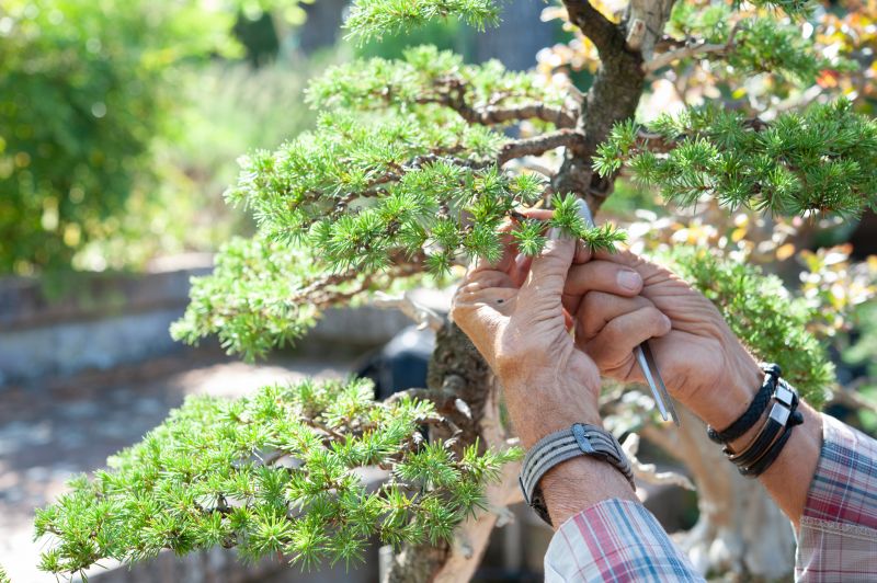 Japanese Maple Trimming