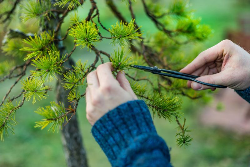 Japanese Maple Trimming