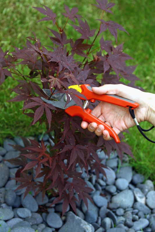 Japanese Maple Trimming