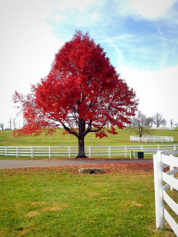 Japanese Maple in Landscape
