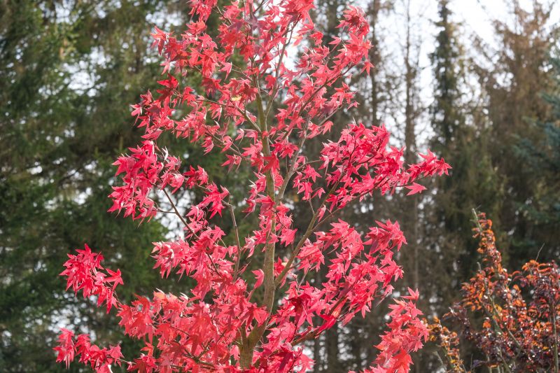 Japanese Maple Trimming in Spring