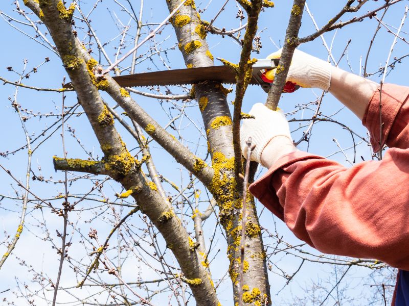Pruning Large Branches