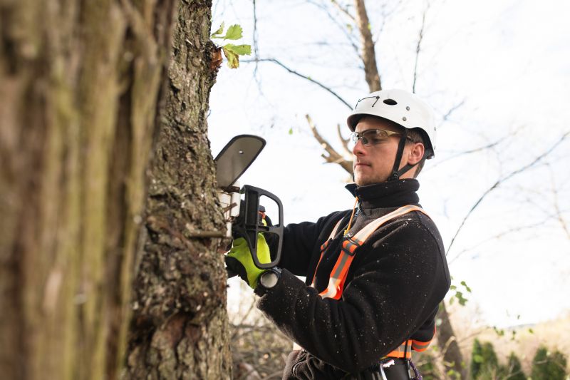Arborist Performing Precision Cuts