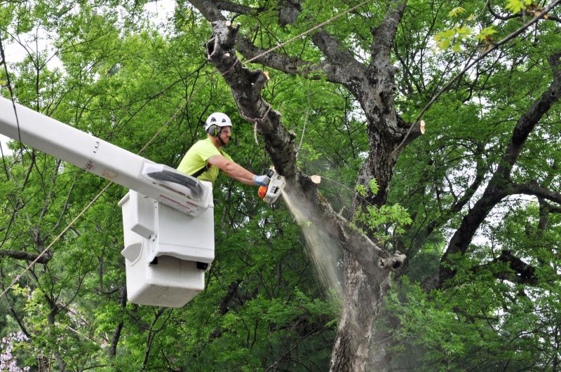 Removing Hazardous Branches