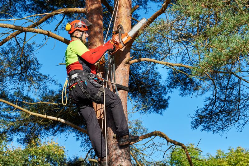Skilled Arborist at Work